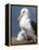 Mollymawk Chick with Adult Bird on Nest. Falkland Islands-Martin Zwick-Framed Premier Image Canvas