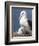 Mollymawk Chick with Adult Bird on Nest. Falkland Islands-Martin Zwick-Framed Photographic Print