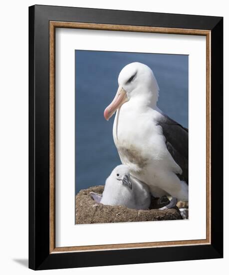 Mollymawk Chick with Adult Bird on Nest. Falkland Islands-Martin Zwick-Framed Photographic Print