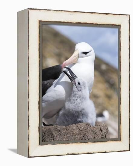 Mollymawk Chick with Adult Bird on Nest. Falkland Islands-Martin Zwick-Framed Premier Image Canvas