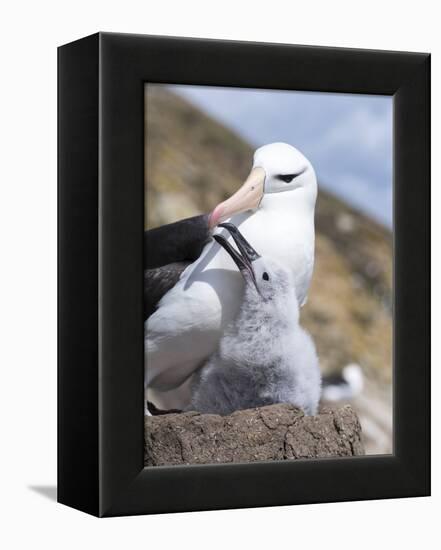 Mollymawk Chick with Adult Bird on Nest. Falkland Islands-Martin Zwick-Framed Premier Image Canvas