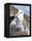 Mollymawk Chick with Adult Bird on Nest. Falkland Islands-Martin Zwick-Framed Premier Image Canvas