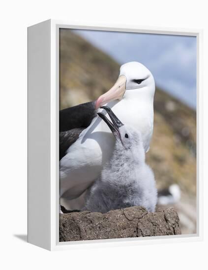 Mollymawk Chick with Adult Bird on Nest. Falkland Islands-Martin Zwick-Framed Premier Image Canvas