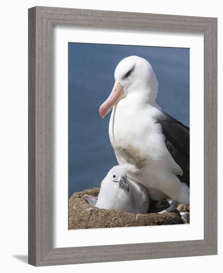 Mollymawk Chick with Adult Bird on Nest. Falkland Islands-Martin Zwick-Framed Photographic Print