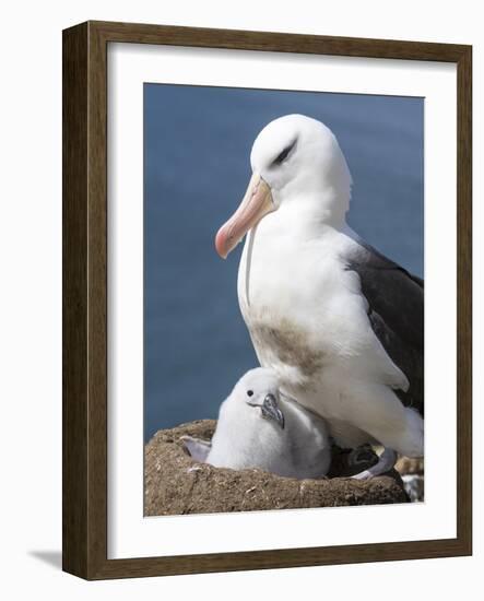 Mollymawk Chick with Adult Bird on Nest. Falkland Islands-Martin Zwick-Framed Photographic Print