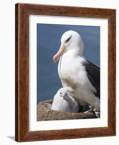 Mollymawk Chick with Adult Bird on Nest. Falkland Islands-Martin Zwick-Framed Photographic Print