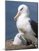 Mollymawk Chick with Adult Bird on Nest. Falkland Islands-Martin Zwick-Mounted Photographic Print