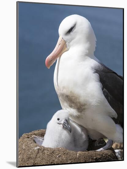 Mollymawk Chick with Adult Bird on Nest. Falkland Islands-Martin Zwick-Mounted Photographic Print