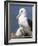 Mollymawk Chick with Adult Bird on Nest. Falkland Islands-Martin Zwick-Framed Photographic Print