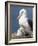 Mollymawk Chick with Adult Bird on Nest. Falkland Islands-Martin Zwick-Framed Photographic Print