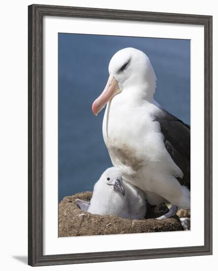 Mollymawk Chick with Adult Bird on Nest. Falkland Islands-Martin Zwick-Framed Photographic Print