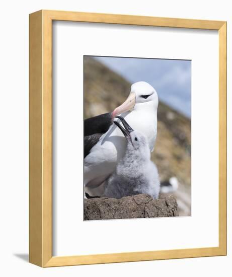 Mollymawk Chick with Adult Bird on Nest. Falkland Islands-Martin Zwick-Framed Photographic Print