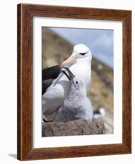 Mollymawk Chick with Adult Bird on Nest. Falkland Islands-Martin Zwick-Framed Photographic Print