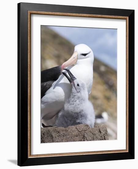 Mollymawk Chick with Adult Bird on Nest. Falkland Islands-Martin Zwick-Framed Photographic Print