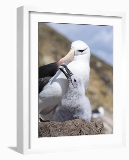 Mollymawk Chick with Adult Bird on Nest. Falkland Islands-Martin Zwick-Framed Photographic Print