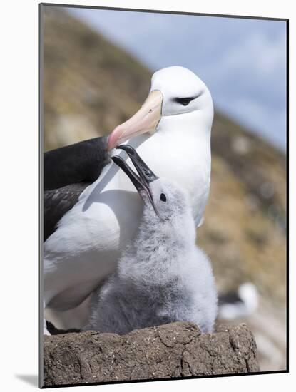 Mollymawk Chick with Adult Bird on Nest. Falkland Islands-Martin Zwick-Mounted Photographic Print