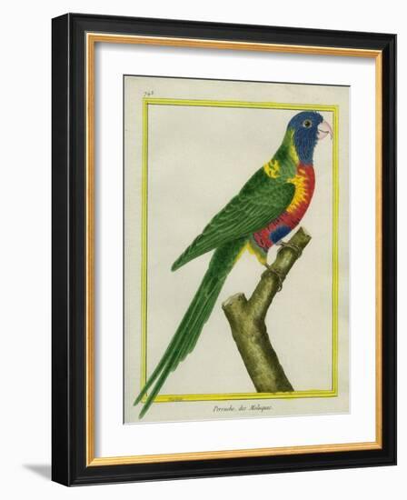 Moluccan King Parrot-Georges-Louis Buffon-Framed Giclee Print