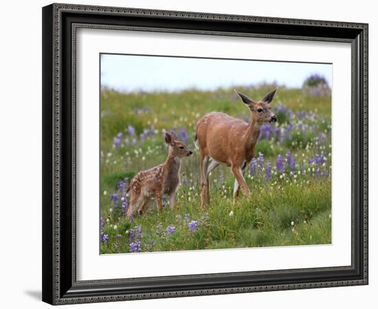 Mom and Baby Deer in Flowers-randimal-Framed Photographic Print