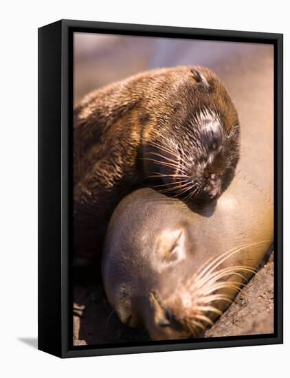 Mom and Baby Sea Lions, South Plaza Island, Galapagos Islands National Park, Ecuador-Stuart Westmoreland-Framed Premier Image Canvas
