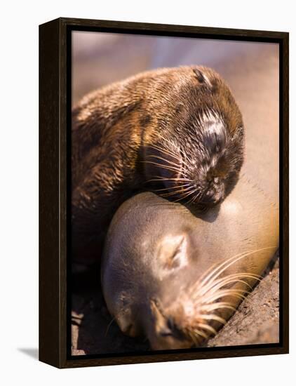 Mom and Baby Sea Lions, South Plaza Island, Galapagos Islands National Park, Ecuador-Stuart Westmoreland-Framed Premier Image Canvas