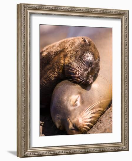 Mom and Baby Sea Lions, South Plaza Island, Galapagos Islands National Park, Ecuador-Stuart Westmoreland-Framed Photographic Print