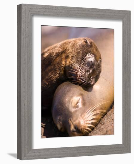 Mom and Baby Sea Lions, South Plaza Island, Galapagos Islands National Park, Ecuador-Stuart Westmoreland-Framed Photographic Print