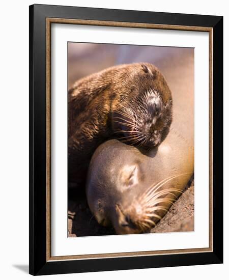 Mom and Baby Sea Lions, South Plaza Island, Galapagos Islands National Park, Ecuador-Stuart Westmoreland-Framed Photographic Print