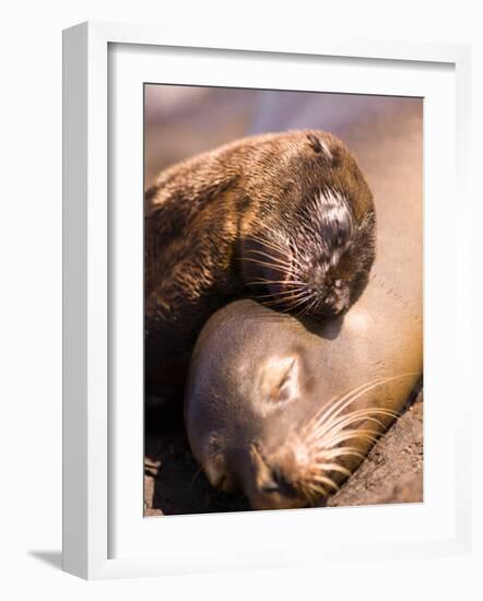 Mom and Baby Sea Lions, South Plaza Island, Galapagos Islands National Park, Ecuador-Stuart Westmoreland-Framed Photographic Print