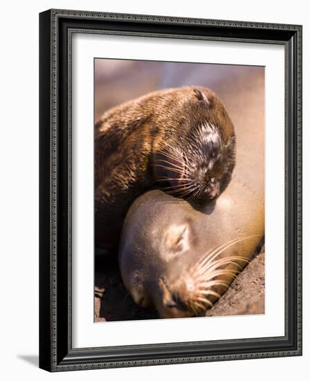 Mom and Baby Sea Lions, South Plaza Island, Galapagos Islands National Park, Ecuador-Stuart Westmoreland-Framed Photographic Print