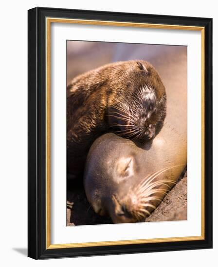 Mom and Baby Sea Lions, South Plaza Island, Galapagos Islands National Park, Ecuador-Stuart Westmoreland-Framed Photographic Print
