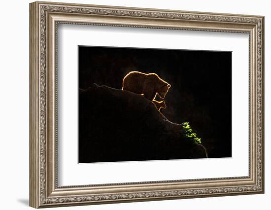 Mom bear with cub-Xavier Ortega-Framed Photographic Print