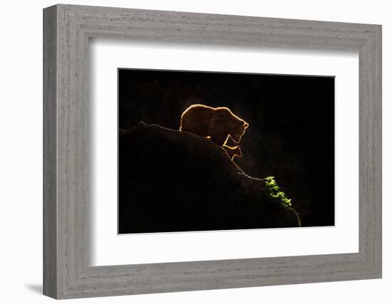 Mom bear with cub-Xavier Ortega-Framed Photographic Print