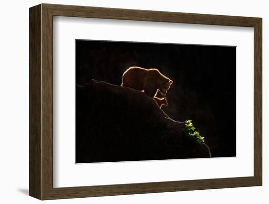 Mom bear with cub-Xavier Ortega-Framed Photographic Print