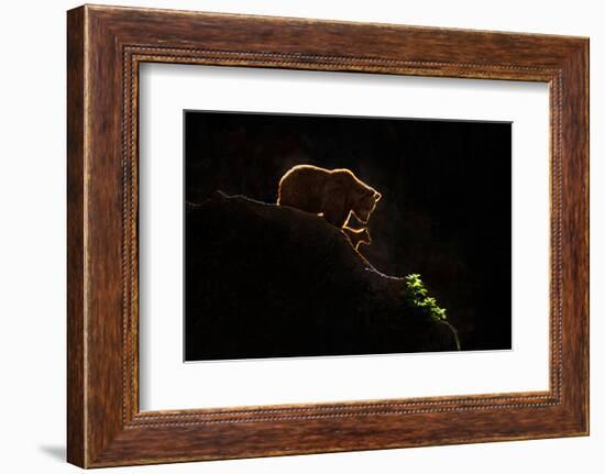Mom bear with cub-Xavier Ortega-Framed Photographic Print
