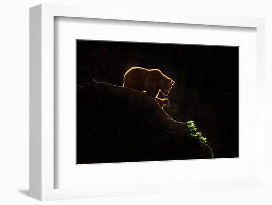 Mom bear with cub-Xavier Ortega-Framed Photographic Print