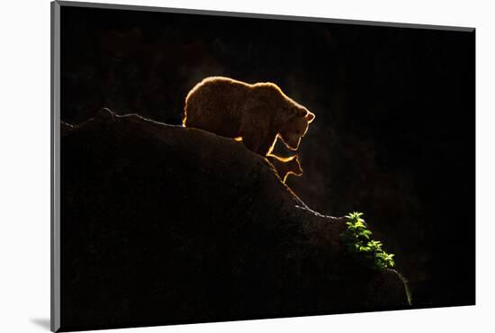 Mom bear with cub-Xavier Ortega-Mounted Photographic Print