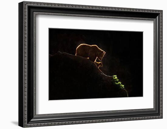 Mom bear with cub-Xavier Ortega-Framed Photographic Print