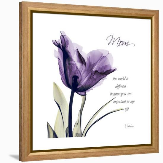 Mom Tulip-Albert Koetsier-Framed Stretched Canvas