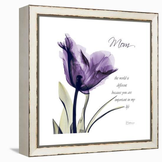 Mom Tulip-Albert Koetsier-Framed Stretched Canvas