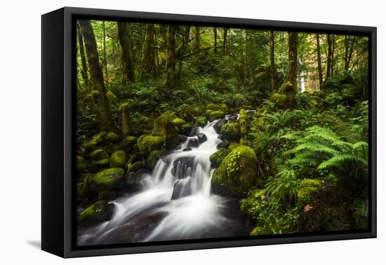 Moment in Nature-Natalie Mikaels-Framed Premier Image Canvas