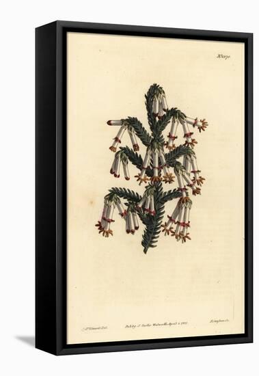 Monadelphous Heath, Erica Monadelpha-Sydenham Teast Edwards-Framed Premier Image Canvas
