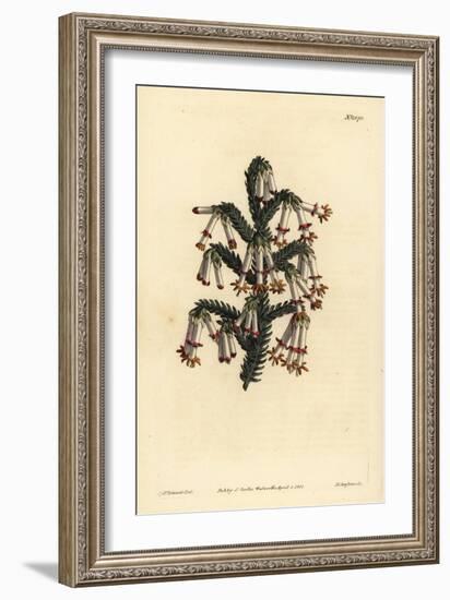 Monadelphous Heath, Erica Monadelpha-Sydenham Teast Edwards-Framed Giclee Print