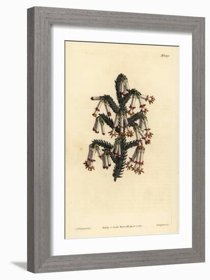 Monadelphous Heath, Erica Monadelpha-Sydenham Teast Edwards-Framed Giclee Print