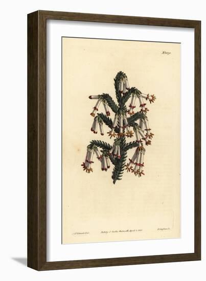 Monadelphous Heath, Erica Monadelpha-Sydenham Teast Edwards-Framed Giclee Print