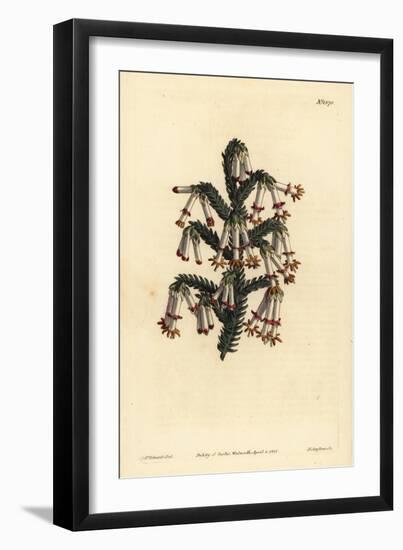 Monadelphous Heath, Erica Monadelpha-Sydenham Teast Edwards-Framed Giclee Print