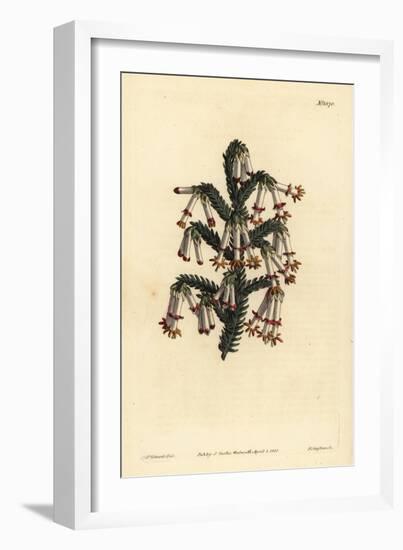 Monadelphous Heath, Erica Monadelpha-Sydenham Teast Edwards-Framed Giclee Print