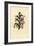 Monadelphous Heath, Erica Monadelpha-Sydenham Teast Edwards-Framed Giclee Print