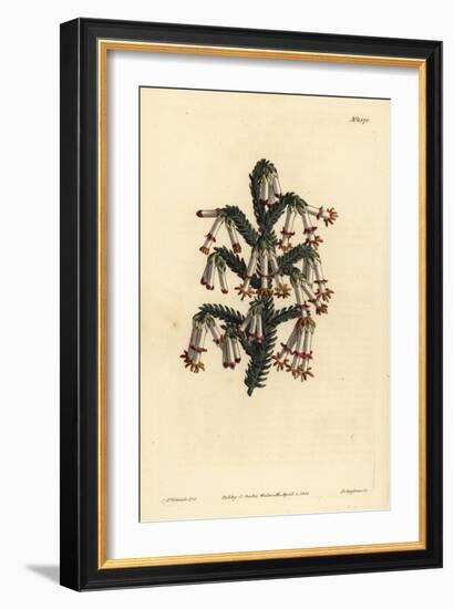 Monadelphous Heath, Erica Monadelpha-Sydenham Teast Edwards-Framed Giclee Print