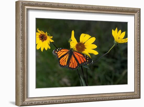 Monarch 1-Gordon Semmens-Framed Photographic Print