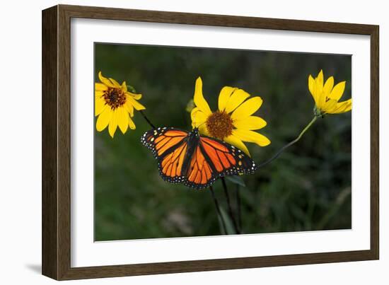 Monarch 1-Gordon Semmens-Framed Photographic Print